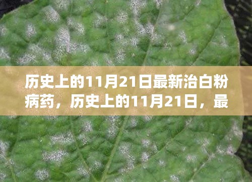 历史上的11月21日，最新治白粉病药物的发展与影响概述