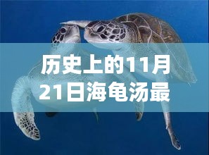 历史上的某个11月21日的海龟汤温暖时光回顾