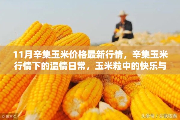 辛集玉米最新行情揭秘，温情日常与玉米粒中的快乐友情