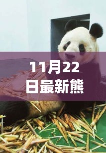 深度探讨，最新熊猫死亡事件的原因、影响与启示