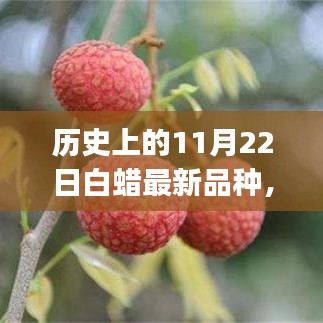 历史上的11月22日白蜡新品种培育指南，适合初学者与进阶用户的学习指南