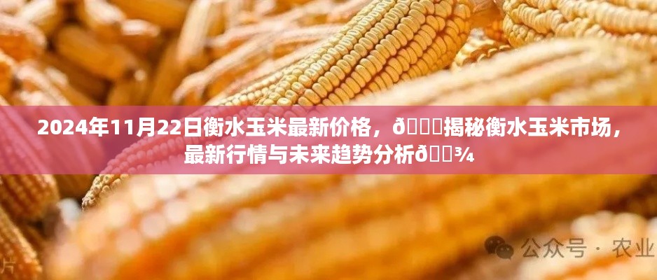 🌟衡水玉米最新行情揭秘，价格走势分析与未来趋势预测🌾