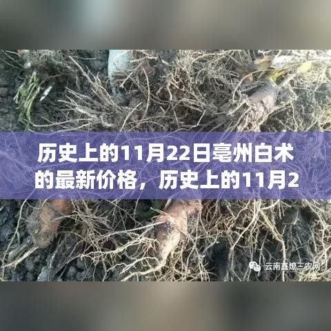 历史上的11月22日亳州白术最新价格深度解析与市场表现回顾