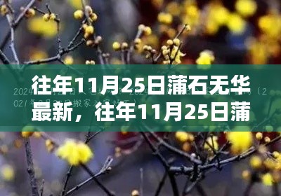 往年11月25日蒲石无华最新动态解析及报道