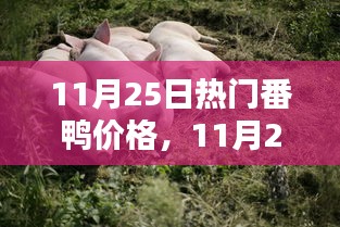 11月25日热门番鸭价格详解与深度评测