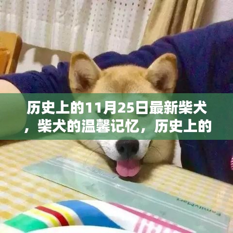 柴犬的温馨记忆，历史上的特殊一天——柴犬纪念日回顾