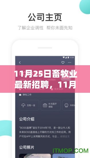 11月25日畜牧业最新招聘全面评测与介绍