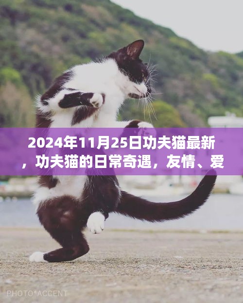 功夫猫的日常奇遇，友情、爱与陪伴的温馨篇章（2024年11月25日最新）