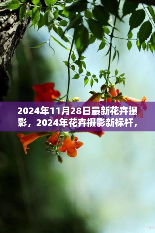 2024年花卉摄影新标杆，最新赏析与全面评测