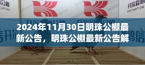 明珠公棚最新公告解读，影响与展望（2024年11月30日）