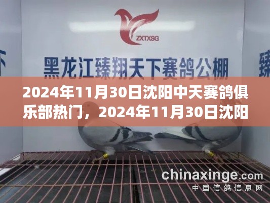 沈阳中天赛鸽俱乐部盛事回顾，激情与荣誉的交汇日（2024年11月30日）