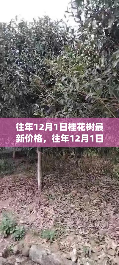 桂花树最新价格探析，市场走势与个人观点（往年12月1日桂花树价格分析）