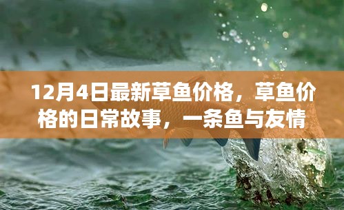 草鱼日常故事，友情邂逅与最新价格揭秘