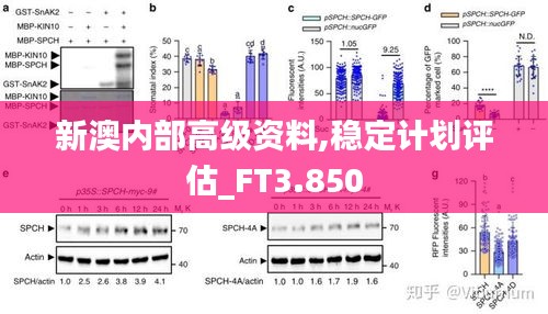 新澳内部高级资料,稳定计划评估_FT3.850