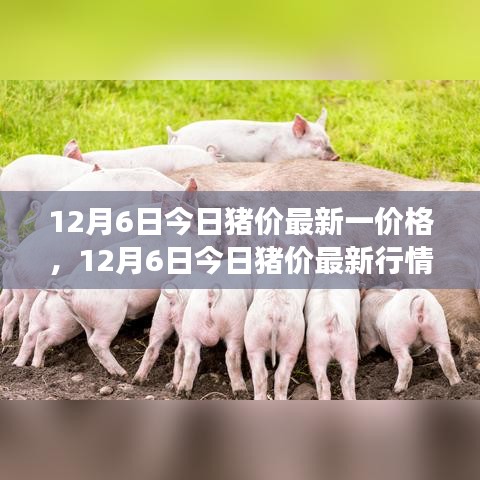 揭秘市场波动背后的故事与影响，最新猪价行情分析（12月6日）