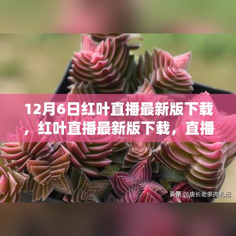 直播风潮下的新观察与思考，红叶直播最新版下载解析