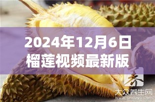 榴莲视频最新版，温暖时光的新篇章（2024年12月6日）