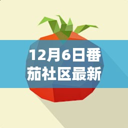 12月6日番茄社区最新版本测评，特性、体验、对比及用户群体深度剖析