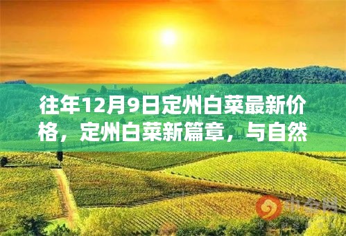 往年12月9日定州白菜价格概览，自然美景下的心灵之旅与白菜新篇章