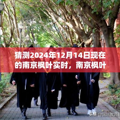 探寻南京枫叶之梦的心灵之旅，预测南京枫叶在2024年12月14日的实时景象