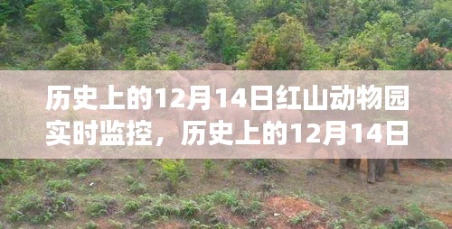 揭秘之旅，历史上的红山动物园实时监控回顾与探索