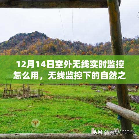 12月14日无线实时监控指南，探索宁静秘境的自然之旅