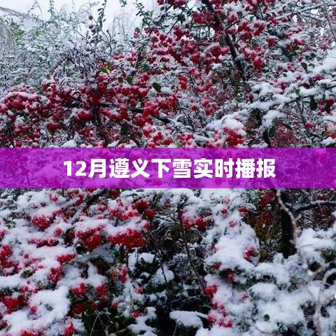 遵义雪景实时播报，12月雪落景象