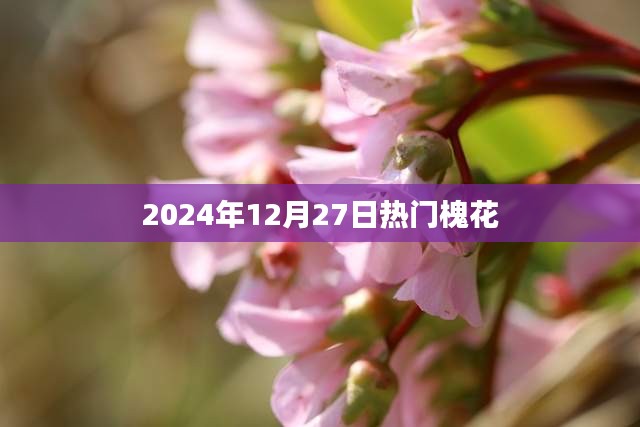 槐花盛宴，探寻2024年12月27日热门美食