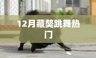 藏獒跳舞走红，引爆全网热议