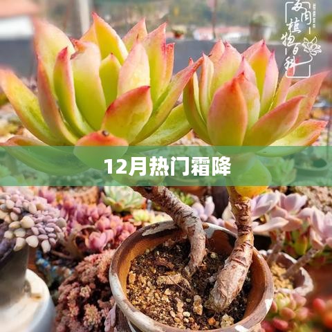 霜降时节，12月热门活动盘点