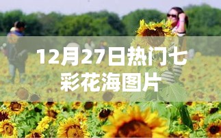 12月27日七彩花海美图欣赏