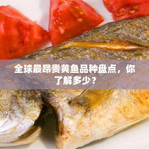 全球最昂贵黄鱼品种盘点，你了解多少？