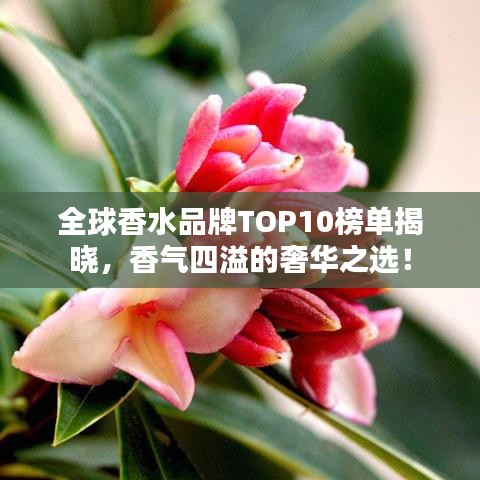 全球香水品牌TOP10榜单揭晓，香气四溢的奢华之选！