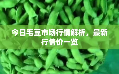 今日毛豆市场行情解析，最新行情价一览