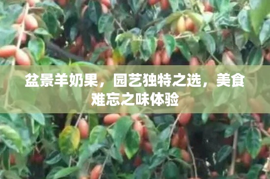 盆景羊奶果，园艺独特之选，美食难忘之味体验
