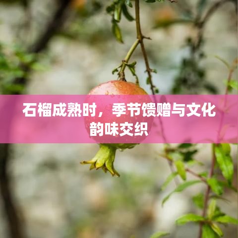 石榴成熟时，季节馈赠与文化韵味交织