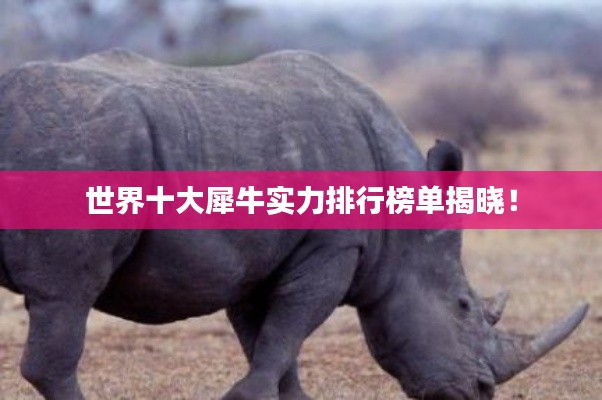世界十大犀牛实力排行榜单揭晓！