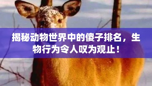 揭秘动物世界中的傻子排名，生物行为令人叹为观止！