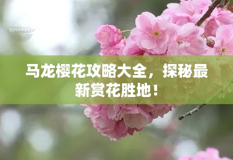 马龙樱花攻略大全，探秘最新赏花胜地！