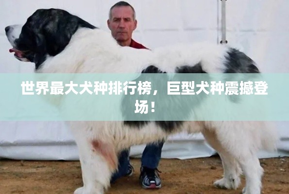 世界最大犬种排行榜，巨型犬种震撼登场！