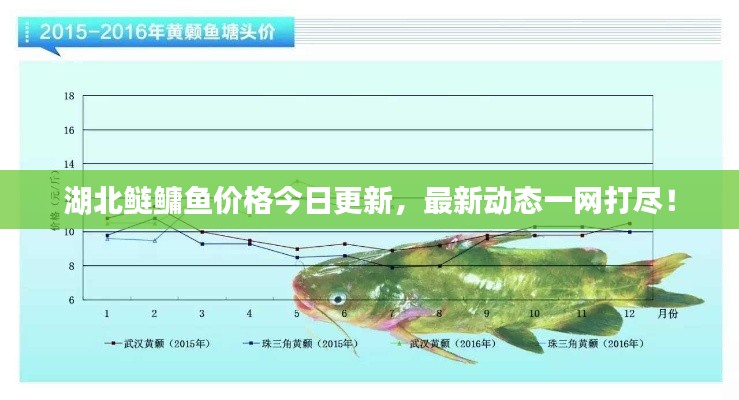 湖北鲢鳙鱼价格今日更新，最新动态一网打尽！